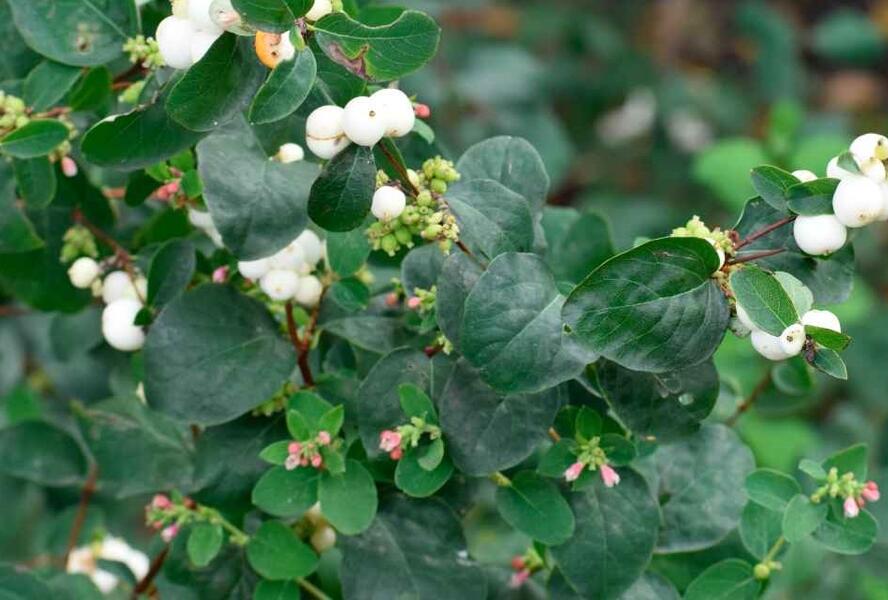 Pámelník 'Arvid' - Symphoricarpos 'Arvid'