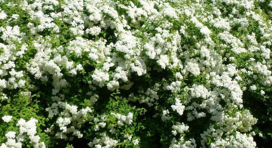 Tavolník nipponský 'Halward's Silver' - Spiraea nipponica 'Halward's Silver'