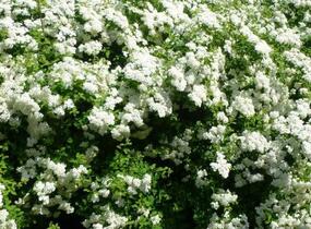 Tavolník nipponský 'Halward's Silver' - Spiraea nipponica 'Halward's Silver'