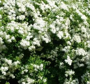 Tavolník nipponský 'Halward's Silver' - Spiraea nipponica 'Halward's Silver'