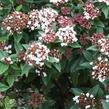 Kalina vavřínová 'Spirit' - Viburnum tinus 'Spirit'