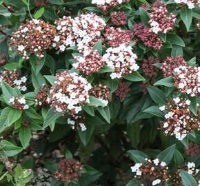 Kalina vavřínová 'Spirit' - Viburnum tinus 'Spirit'