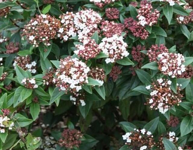 Kalina vavřínová 'Spirit' Viburnum tinus 'Spirit' Zahradnictví FLOS