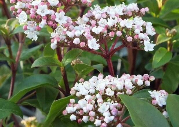 Kalina vavřínová 'Lisa rose' - Viburnum tinus 'Lisa rose'