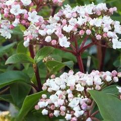 Kalina vavřínová 'Lisa rose' - Viburnum tinus 'Lisa rose'