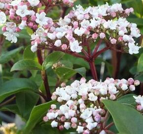 Kalina vavřínová 'Lisa rose' - Viburnum tinus 'Lisa rose'