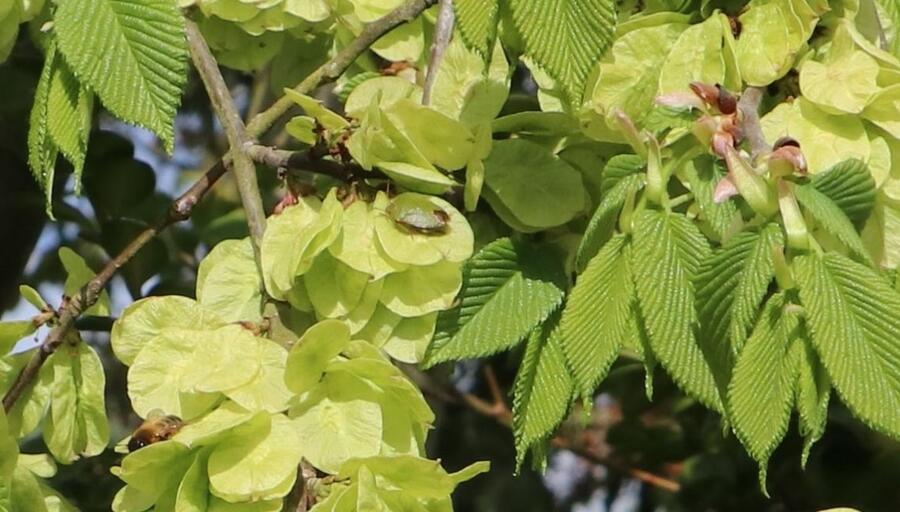 Jilm habrolistý - Ulmus carpinifolia