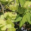 Jilm habrolistý - Ulmus carpinifolia