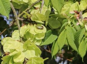 Jilm habrolistý - Ulmus carpinifolia