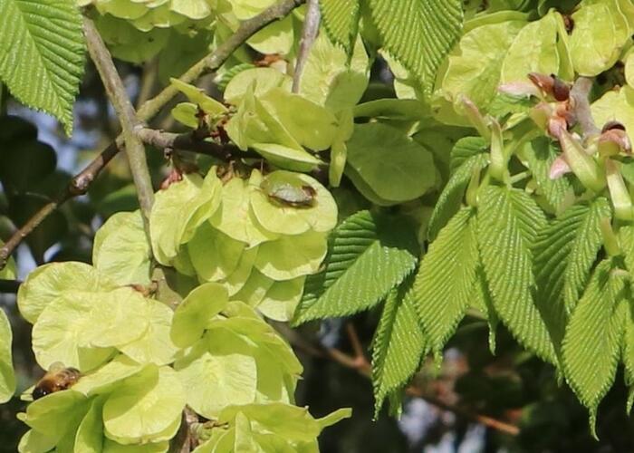 Jilm habrolistý - Ulmus carpinifolia