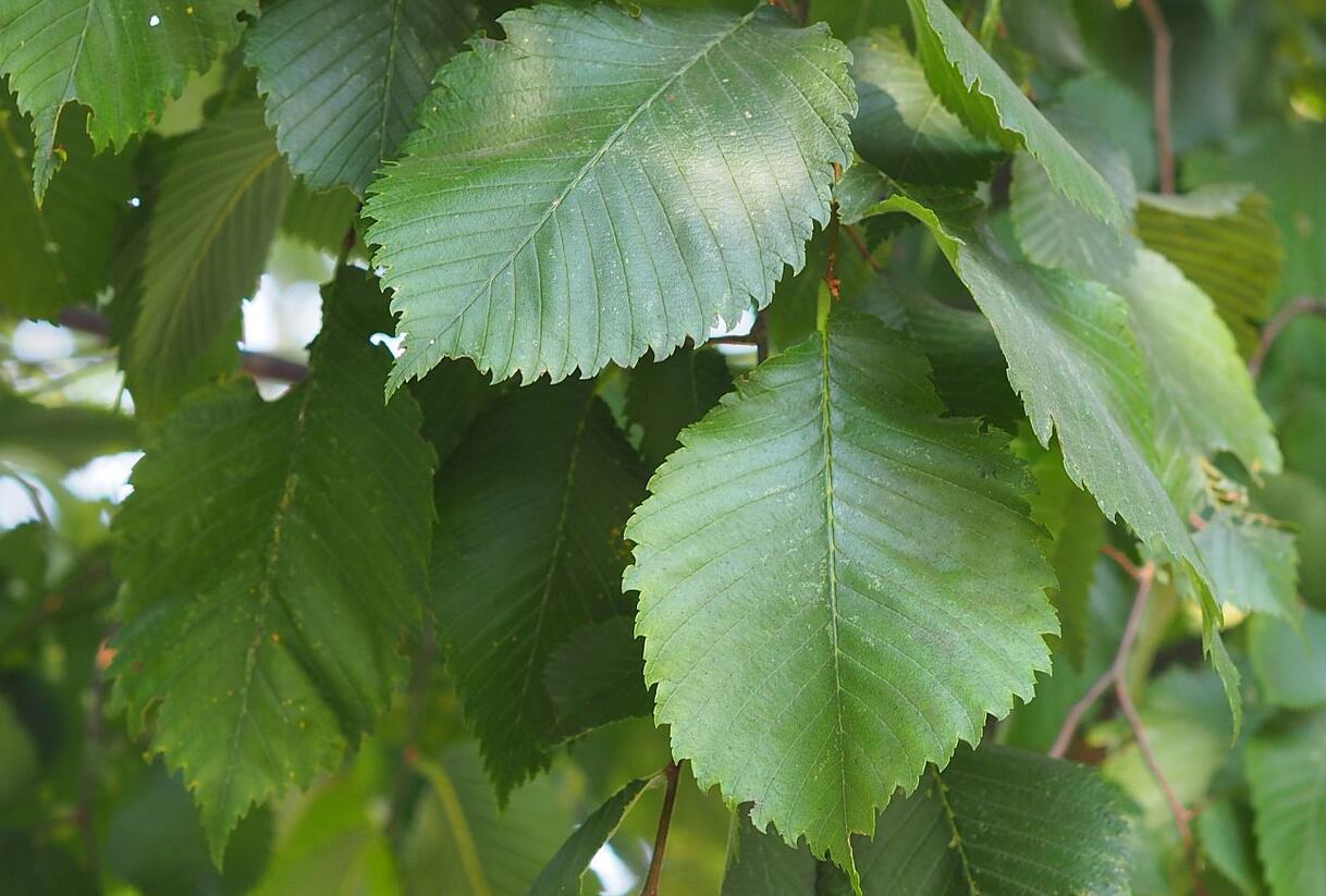 Jilm vaz - Ulmus laevis