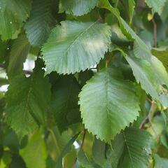 Jilm vaz - Ulmus laevis