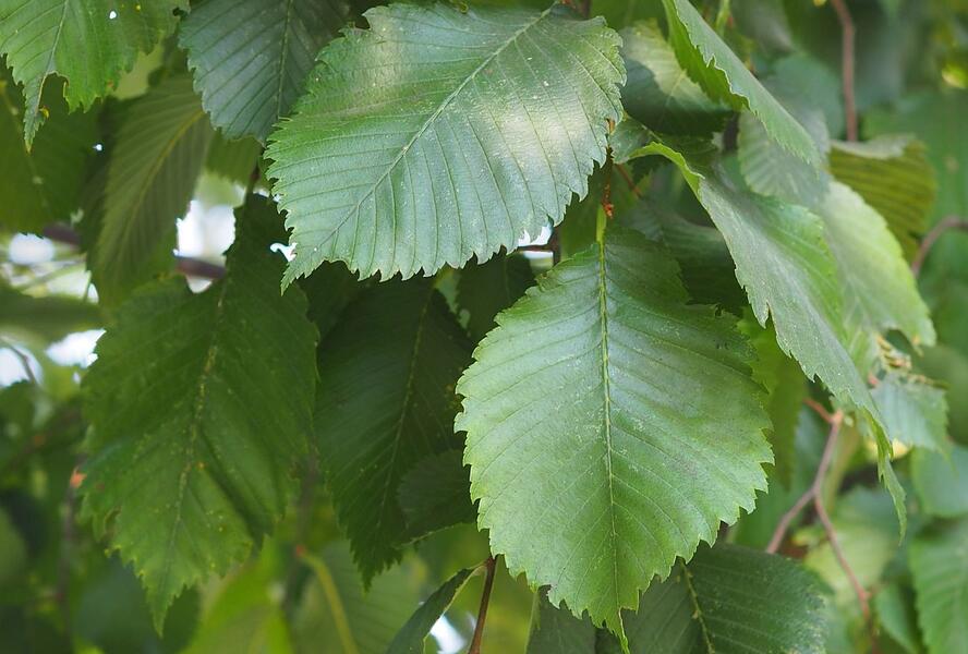 Jilm vaz - Ulmus laevis