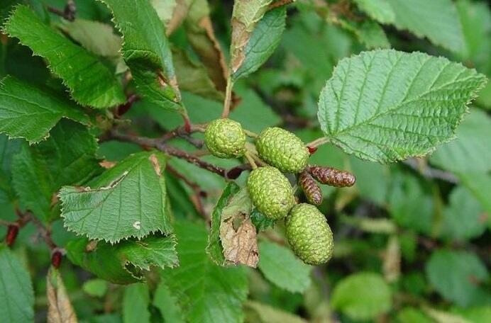 Olše zelená - Alnus viridis