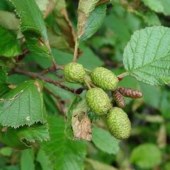 Olše zelená - Alnus viridis