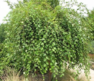 Bříza černá 'Summer Cascade' - Betula nigra 'Summer Cascade'