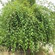 Bříza černá 'Summer Cascade' - Betula nigra 'Summer Cascade'