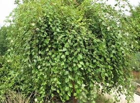 Bříza černá 'Summer Cascade' - Betula nigra 'Summer Cascade'
