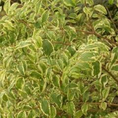 Pámelník červený 'Variegatus' - Symphoricarpos orbiculatus 'Variegatus'