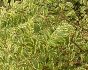 Pámelník červený 'Variegatus'