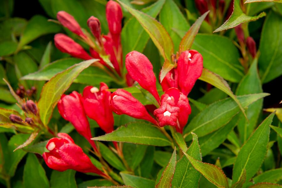 Vajgélie 'All Summer Red' - Weigela 'All Summer Red'