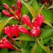 Vajgélie 'All Summer Red' - Weigela 'All Summer Red'