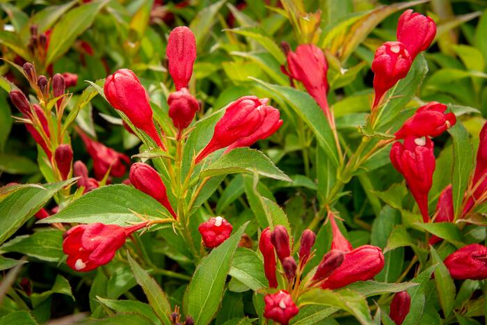 Vajgélie květnatá 'All Summer Red' - Weigela florida 'All Summer Red'