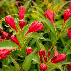 Vajgélie květnatá 'All Summer Red' - Weigela florida 'All Summer Red'