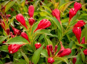 Vajgélie květnatá 'All Summer Red' - Weigela florida 'All Summer Red'