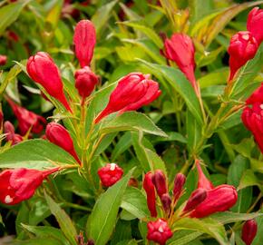 Vajgélie květnatá 'All Summer Red' - Weigela florida 'All Summer Red'
