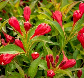 Vajgélie 'All Summer Red' - Weigela 'All Summer Red'