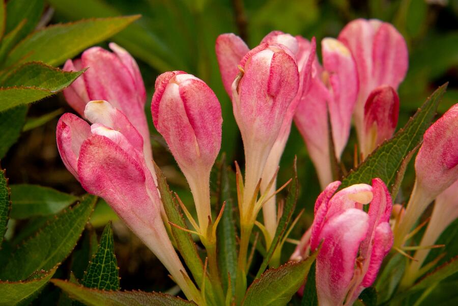Vajgélie květnatá 'All Summer Peach' - Weigela florida 'All Summer Peach'