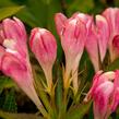 Vajgélie 'All Summer Peach' - Weigela 'All Summer Peach'