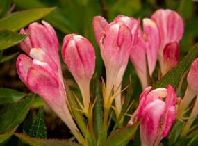 Vajgélie květnatá 'All Summer Peach' - Weigela florida 'All Summer Peach'