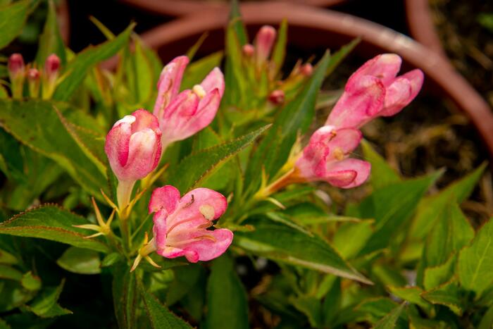 Vajgélie 'All Summer Peach' - Weigela 'All Summer Peach'