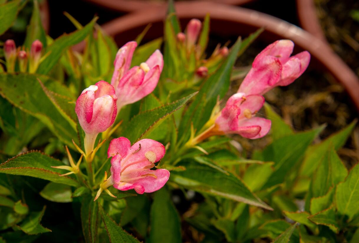 Vajgélie květnatá 'All Summer Peach' - Weigela florida 'All Summer Peach'