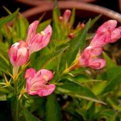 Vajgélie květnatá 'All Summer Peach' - Weigela florida 'All Summer Peach'