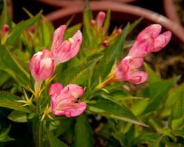 Vajgélie květnatá 'All Summer Peach'