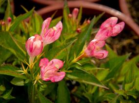 Vajgélie květnatá 'All Summer Peach' - Weigela florida 'All Summer Peach'