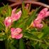 vajgelie-all-summer-peach.jpg
