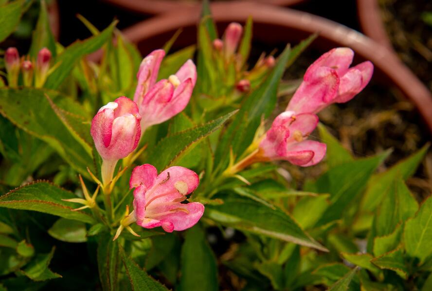 Vajgélie květnatá 'All Summer Peach' - Weigela florida 'All Summer Peach'