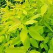 Tavolník slivoňolistý 'Goldfire' - Spiraea prunifolia 'Goldfire'