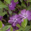 Barvínek menší 'Rubra' - Vinca minor 'Rubra'