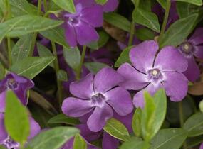 Barvínek menší 'Rubra' - Vinca minor 'Rubra'
