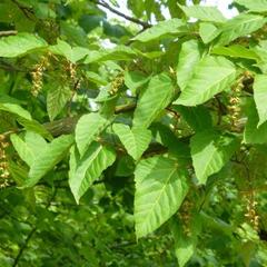 Javor řídkokvětý - Acer laxiflorum