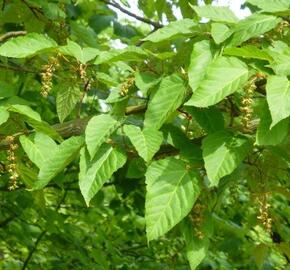 Javor řídkokvětý - Acer laxiflorum