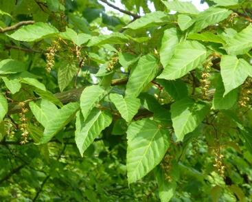 Javor řídkokvětý