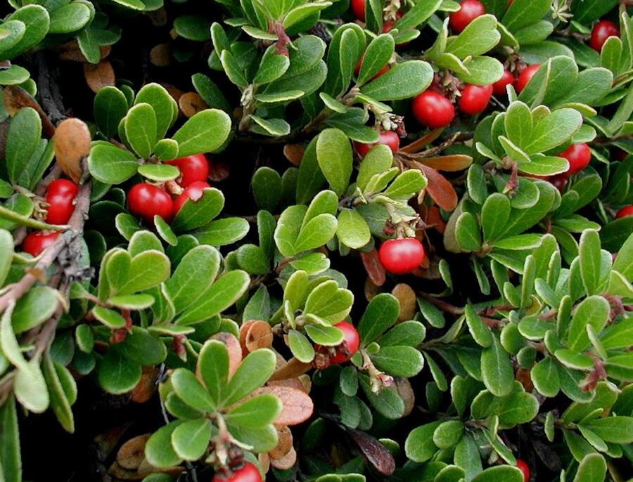 Medvědice lékařská - Arctostaphylos uva-ursi