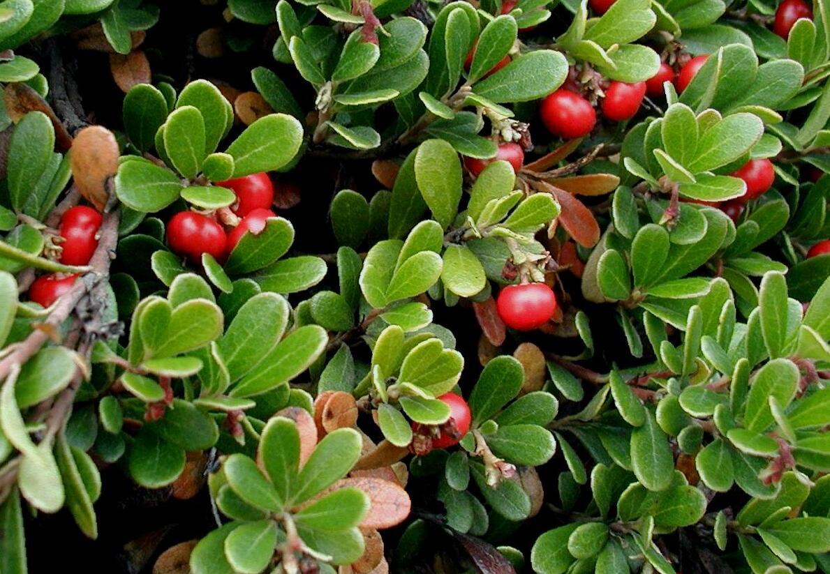 Medvědice lékařská - Arctostaphylos uva-ursi
