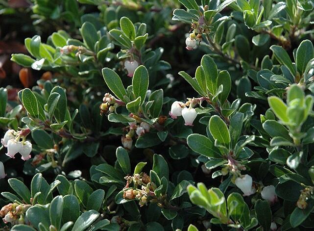 Medvědice lékařská - Arctostaphylos uva-ursi